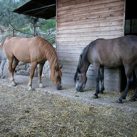 Agriturismo Istrice Innamorato กัมเปลโล ซุล กลีตุนโน ภายนอก รูปภาพ