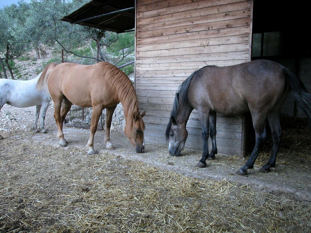 Agriturismo Istrice Innamorato กัมเปลโล ซุล กลีตุนโน ภายนอก รูปภาพ